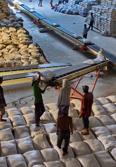 Giá gạo Việt xuất khẩu vượt Thái Lan, Ấn Độ