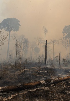 COP27: Brazil cam kết chấm dứt tình trạng tàn phá rừng Amazon
