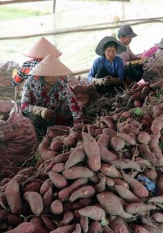 Những lưu ý khi xuất khẩu khoai lang sang Trung Quốc