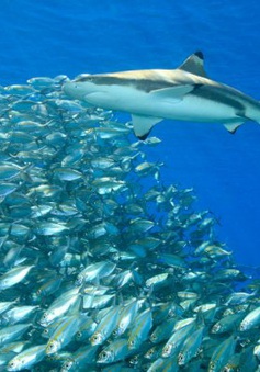 Hội nghị thượng đỉnh động vật hoang dã toàn cầu thông qua kế hoạch bảo tồn cá mập