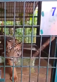 Cần có hướng xử lý 7 con hổ tại vườn quốc gia Phong Nha - Kẻ Bàng