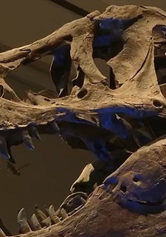 Chiêm ngưỡng bảo tàng khủng long lớn nhất thế giới