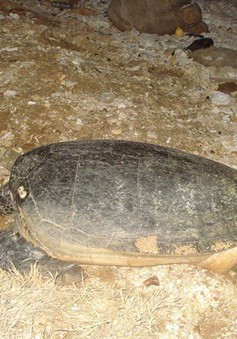 Quảng Trị: Thả 1 cá thể rùa biển nặng 50kg về biển