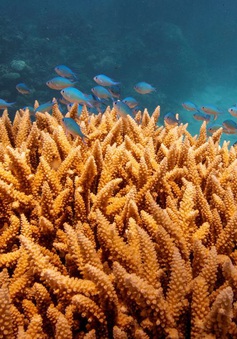 UNESCO xếp rạn san hô Great Barrier bị tẩy trắng vào danh sách "đang gặp nguy hiểm"?