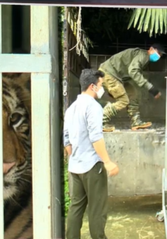 Chuyển 7 con hổ giải cứu ở Nghệ An về Quảng Bình
