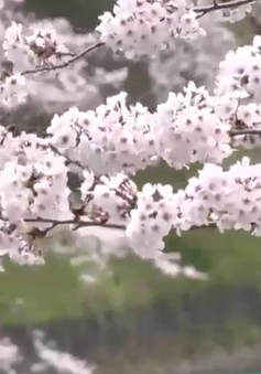 Ngắm hoa anh đào khoe sắc rực rỡ tại Nhật Bản