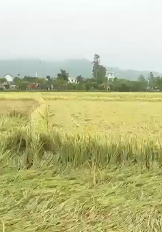 Phú Yên: Nông dân gặt lúa chạy úng