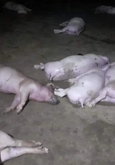 Đàn lợn 12 con bị sét đánh chết