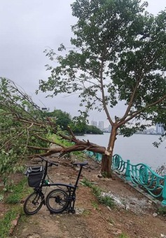 Xôn xao hình ảnh "cây cô đơn" nổi tiếng ở Hồ Tây nghi bị chặt hạ