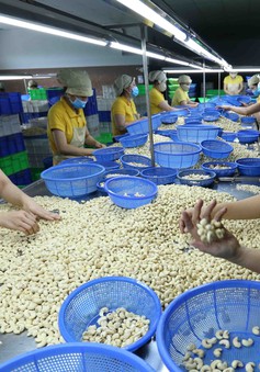 Toàn bộ 100 container hạt điều đã trở về sở hữu của các doanh nghiệp Việt