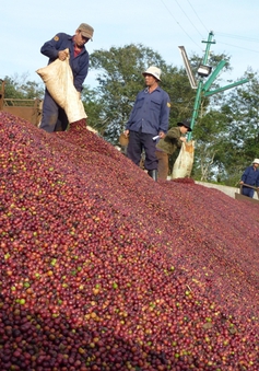 Xuất khẩu cà phê thu về hơn 2 tỷ USD