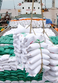 Gạo xuất khẩu tiếp tục giữ giá cao