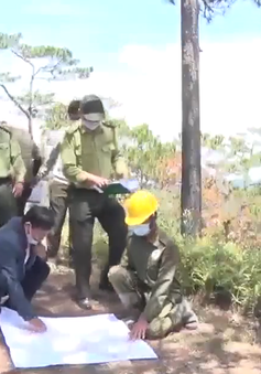 Lâm Đồng với bài toán nhân lực giữ rừng