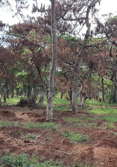 Gia Lai: Yêu cầu chấm dứt việc di thực cây thông ở FLC Đăk Đoa