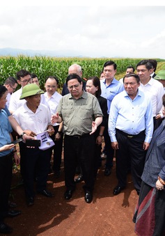 Cuộc trò chuyện của Thủ tướng và người nông dân trên cánh đồng nguyên liệu đạt kỷ lục thế giới