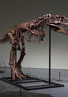 Đấu giá bộ xương khủng long Gorgosaurus quý hiếm