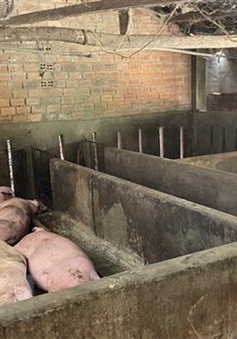 Chấn chỉnh việc cung ứng, sử dụng vaccine dịch tả lợn châu Phi