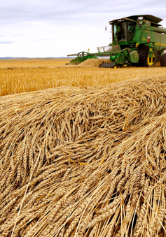 Giá lúa mì xuống gần mức đầu năm