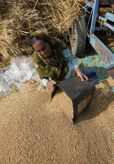Sản lượng gạo của Ấn Độ có thể giảm tới 12 triệu tấn trong năm nay