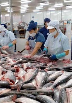 Hoa Kỳ giữ nguyên mức thuế chống bán phá giá cá tra, basa từ Việt Nam
