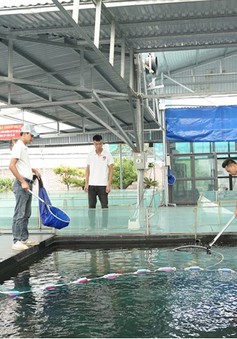 Ishi Koi Farm xây dựng mô hình nuôi cá Koi thuần chủng Nhật Bản uy tín hàng đầu