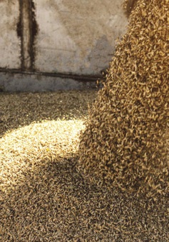 Liên Hợp Quốc và Nga thảo luận tháo gỡ vướng mắc về xuất khẩu ngũ cốc