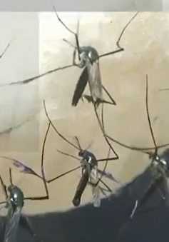 Mối đe dọa từ muỗi "siêu kháng thuốc"