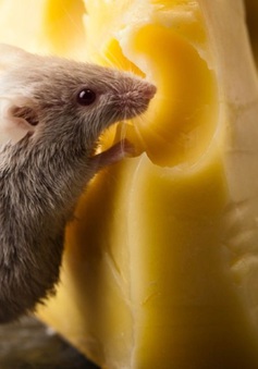 Chuột có thực sự thích phô mai như trong phim hay không?