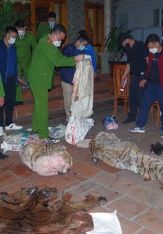 Thái Nguyên: Tuyên phạt Chủ tịch xã giết hổ nấu cao tại nhà 36 tháng tù