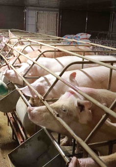 Thức ăn chăn nuôi cao, nông dân bán lợn không đủ trả tiền cám