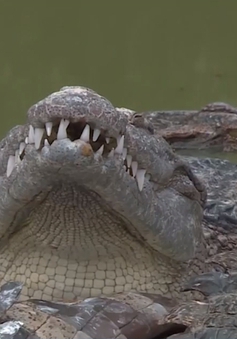 Bí kíp nuôi cá sấu "hoa hậu" của người dân Kiên Giang