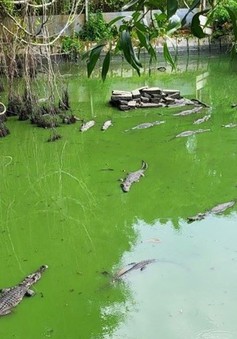 Cá sấu xổng chuồng ở Kiên Giang: Đề xuất thanh lý cả đàn