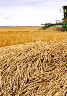 Trung Quốc tăng cường nhập khẩu lúa mì