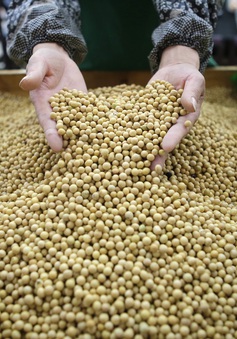 Trung Quốc tăng mạnh mua đậu tương từ Mỹ