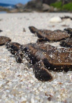 Bảo vệ hiệu quả, bền vững quần thể rùa biển ở Ninh Thuận