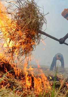 Nông dân Ấn Độ tiếp tục đốt rơm rạ bất chấp thiệt hại về sức khỏe và môi trường