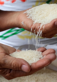 Xuất khẩu gạo 2024 tiếp tục khả quan nếu Ấn Độ duy trì hạn chế xuất khẩu