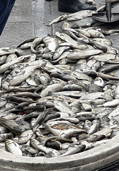Cá chết hàng loạt nổi trắng bờ hồ Linh Đàm