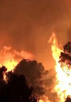 Cháy rừng nghiêm trọng tại Tây Ban Nha và Pháp