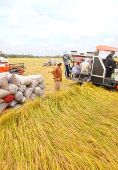Thúc đẩy vốn vào sản xuất lúa gạo: Sao cho trúng, đúng và bền vững?