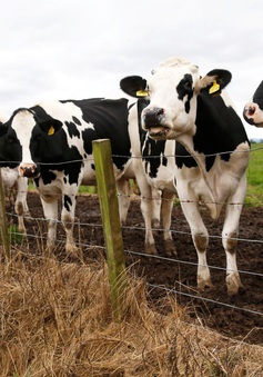 Bò sữa có thể được cho ăn chất ức chế methane để cắt giảm khí thải nhà kính