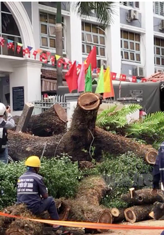 TP Hồ Chí Minh: Chỉ đạo khẩn vụ cây đổ khiến nhiều người bị thương
