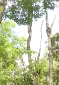 Kon Tum: Vướng mắc trong việc xử lý gỗ Trắc bị chết trong rừng đặc dụng