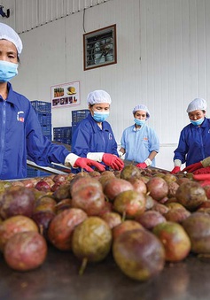 Cảnh báo giả mạo “Giấy chứng nhận xuất khẩu nông sản sang Trung Quốc”