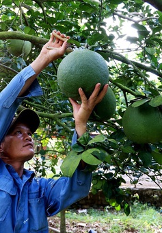 Mã số vùng trồng - “Hộ chiếu” cho nông sản Việt vươn xa