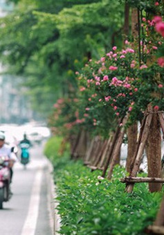 Cây xanh đô thị ở Việt Nam được lựa chọn theo tiêu chí nào?