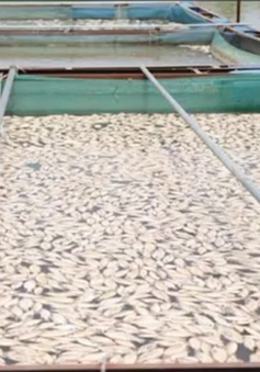 Cá chết bất thường trên sông Sêrêpốk vì nắng nóng