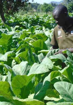 Hỗ trợ nông dân châu Phi từ bỏ trồng cây thuốc lá