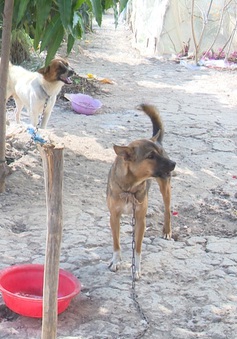 Bệnh dại trên đàn chó tăng cao tại Cà Mau