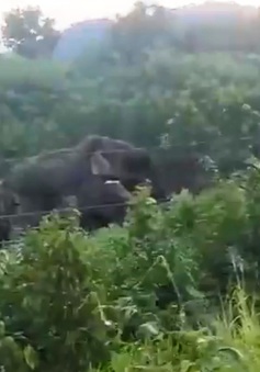 Xuất hiện đàn voi 10 con ở đồi Đá Trắng (Đồng Nai)